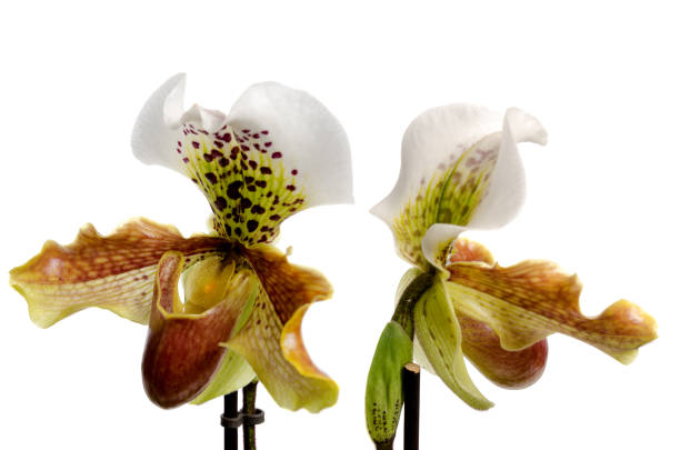 istock Close up of orchid (Paphiopedilum Maudiae) 901276878