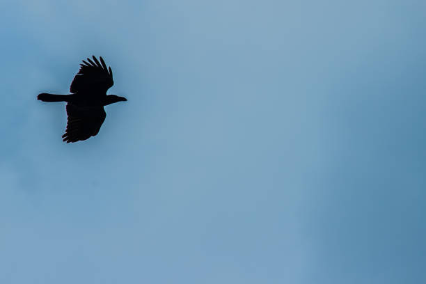 istock Silhouettes of flying bird under blue sky background 901277196