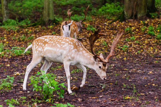 istock pair of young fallow deers playing in the forest 901277840