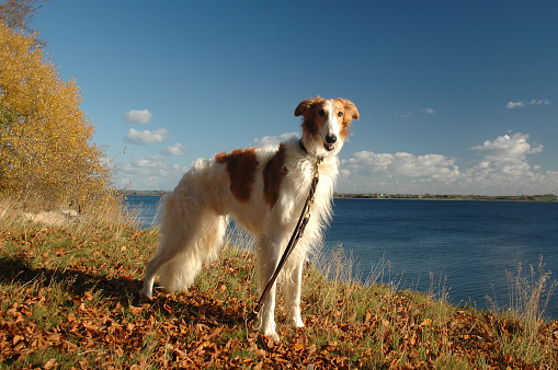 Borzoi dog stands in a landscape in autumn colors.