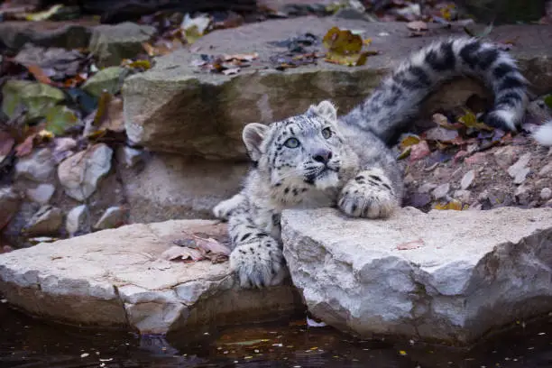 A picture from a snow leopard.