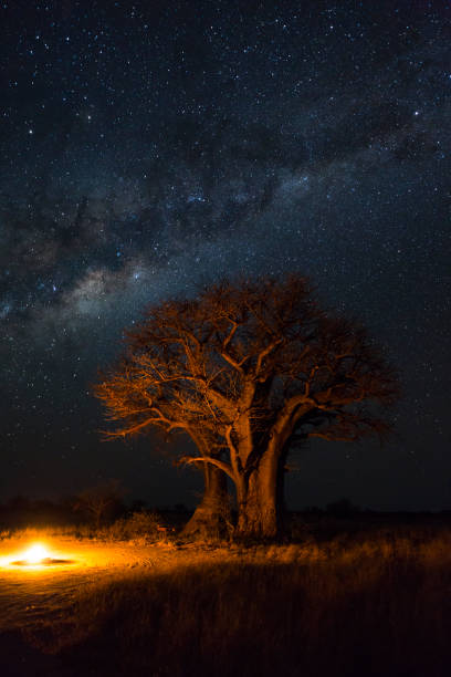 istock Campfire under baobab trees and milkyway 901283352