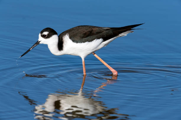 istock Dribbling Black-necked Stilt 901284670