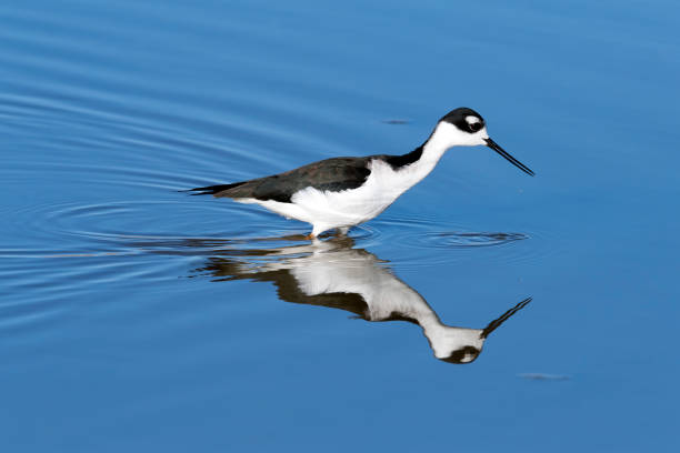 istock Black-necked Stilt with Neck Stretched 901285870