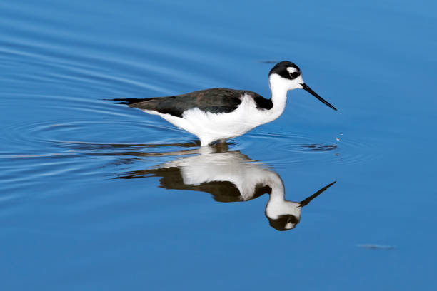 istock Black-necked Stilt with Water Droplets 901287908