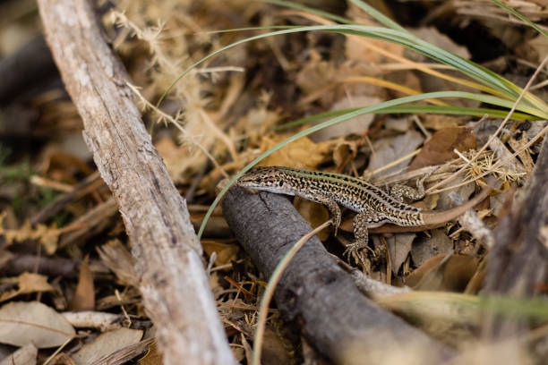 istock Small beautiful lizard in natural habitat with blurred background 901287962