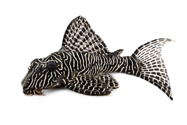 pleco poisson-chat sp de l-260 reine arabesque hypostomus plecostomus poissons d’aquarium - ancistrus photos et images de collection