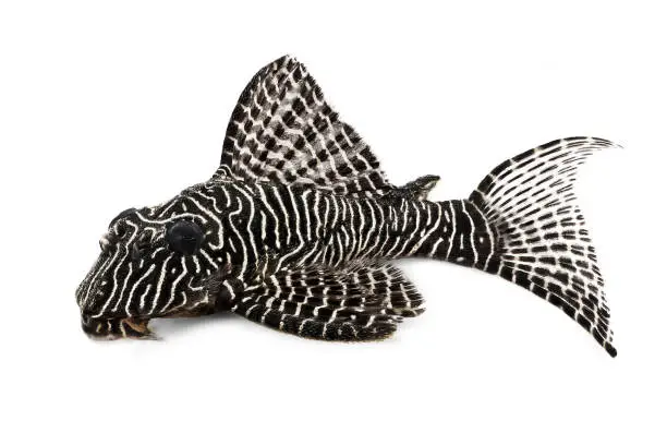 Photo of Pleco Catfish L-260 Queen Arabesque Hypostomus sp Plecostomus aquarium fish