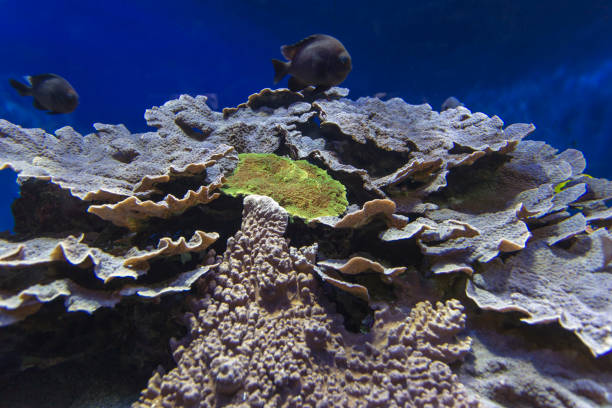 Beautiful colorful coral reef view