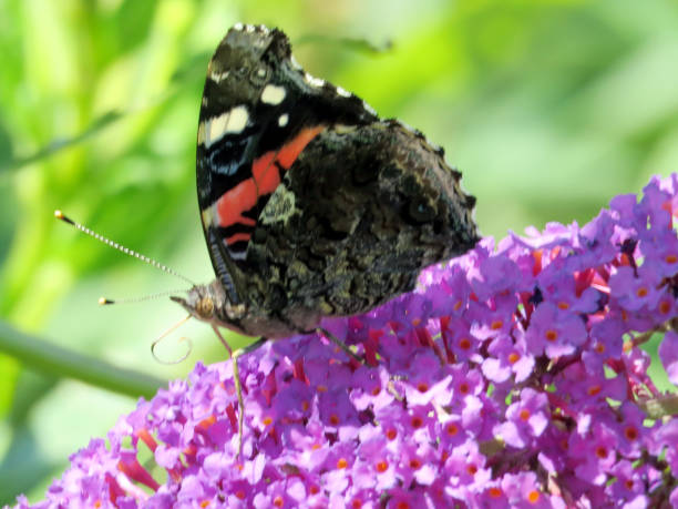 istock Toronto Lake Red Admiral on buddleja flower 2016 901291550