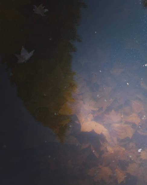istock Fall leaves submerged by brown murky water 901292964