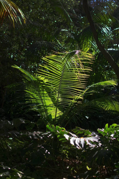 istock Green palm leaves sunlit 901293082