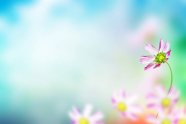 Colorful cosmos flowers