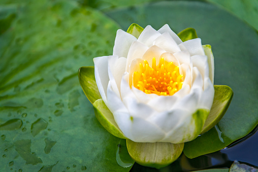Nymphaea alba. European white water lily in a pond.