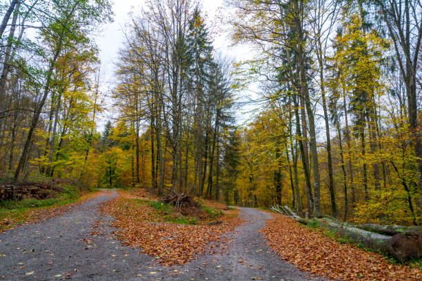 istock The way through the forest in colourful autumn 901299984
