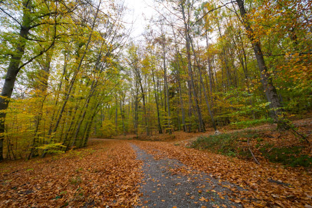istock The way through the forest in colourful autumn 901300244