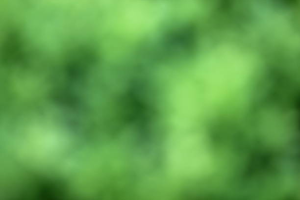istock blur nature foliage background 901300584