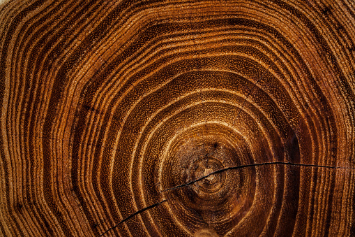 Close up of cut wood log with rings
