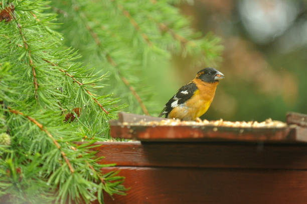 Grosbeaks will frequent bird feeders.