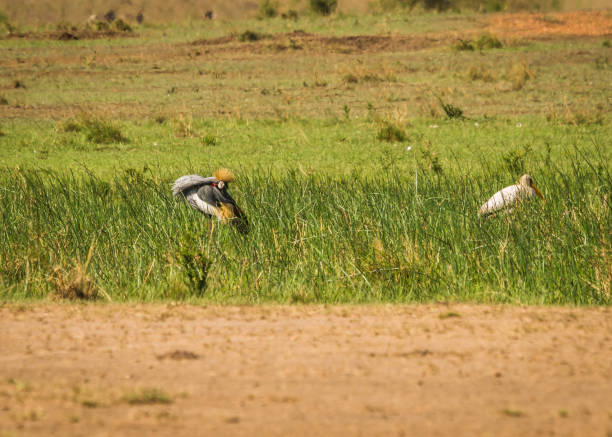 istock Crowned Cranes in Masai Mara Park in Kenya 901304194