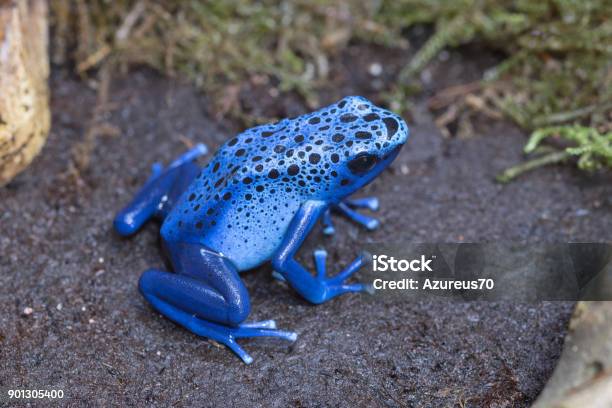 Blue Poison Dart Frog Stockfoto und mehr Bilder von Blauer Pfeilgiftfrosch - Blauer Pfeilgiftfrosch, Amphibie, Pfeilgiftfrosch