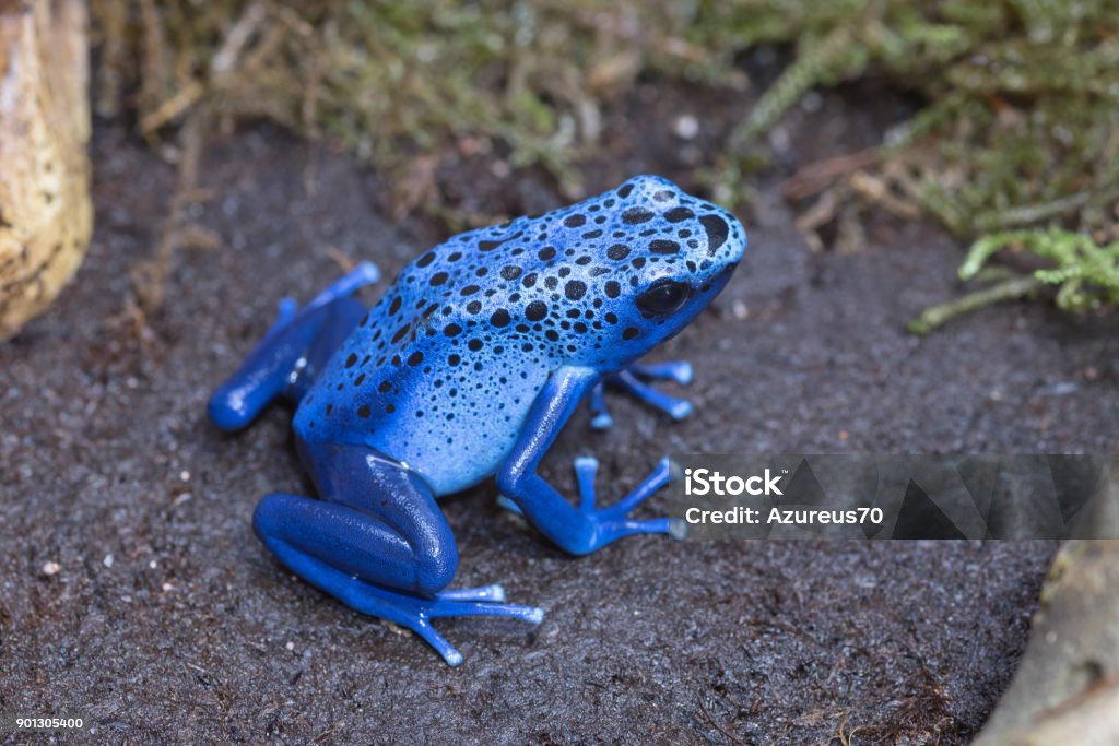 Blue poison-dart frog Blue poison-dart frog (Dendrobates tinctorius azureus), native to Suriname Blue Poison Arrow Frog Stock Photo