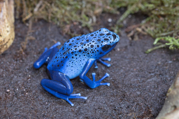 Blue poison-dart frog Blue poison-dart frog (Dendrobates tinctorius azureus), native to Suriname dendrobatidae stock pictures, royalty-free photos & images