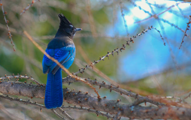 istock Steller Jay making the rounds through western larch trees. 901308144