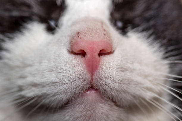 istock close-up cat nose and mouth 901308398