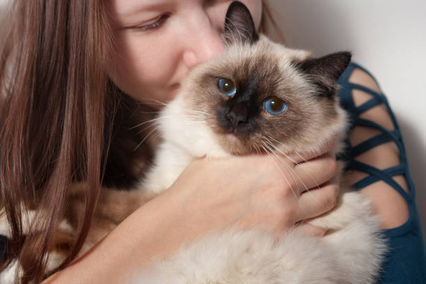 istock Young woman is hugging her Birman cat 901309750