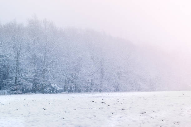 istock High key scenery with field and forest during the snow storm 901311846