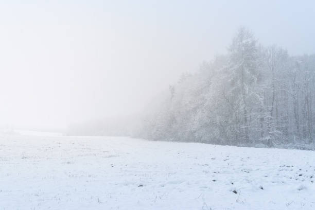 istock High key scenery with field and forest during the snow storm 901312152