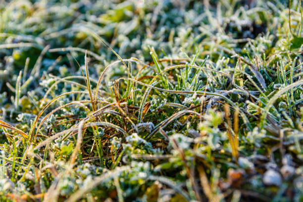 istock Grass covered with a hoarfrost on autumn 901312180