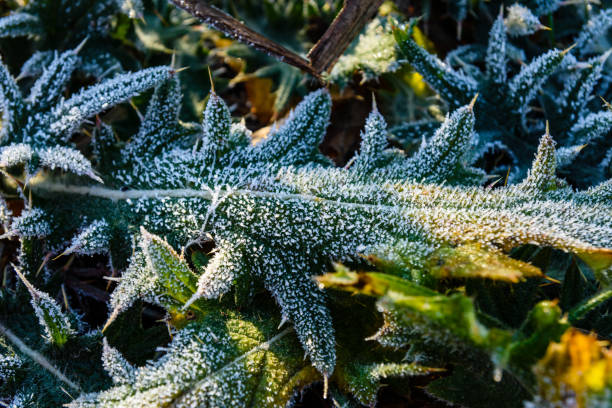 istock Leaf covered with a hoarfrost on autumn 901312184