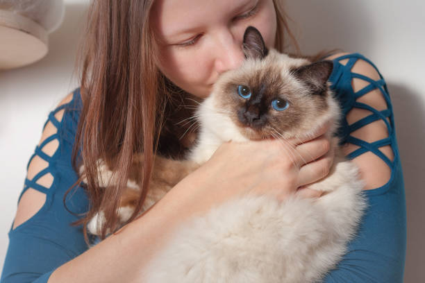 istock Young woman is hugging her Birman cat 901312294