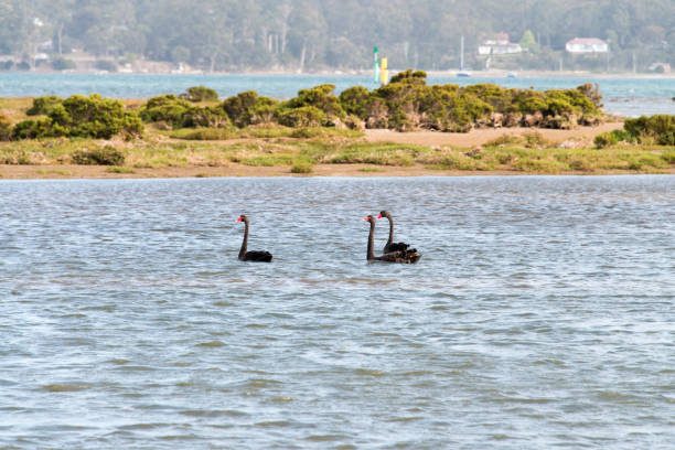 istock Black Swan, Tasmania 901312412