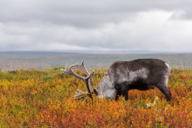 istock Reindeer in a Polar Tundra 901312568