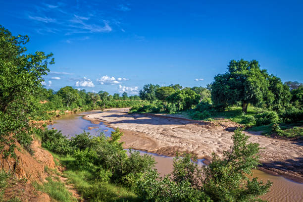 istock panoramic view in Kruger National park, South Africa 901315090