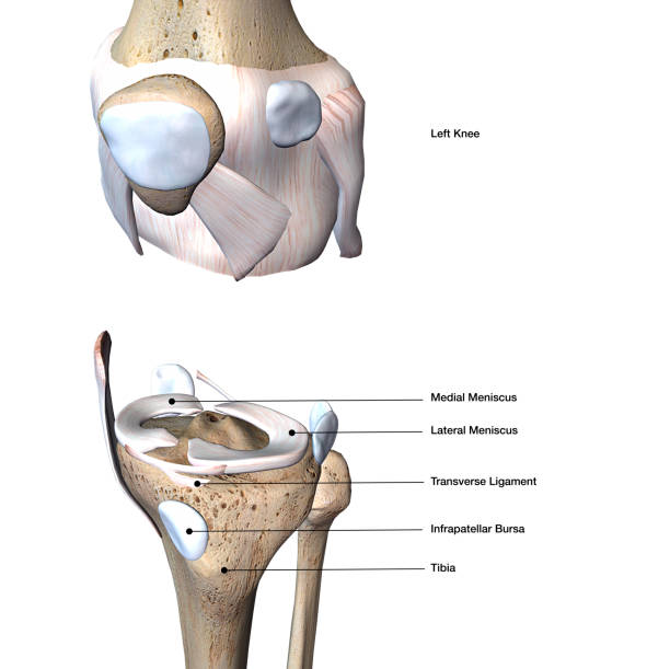 istock Meniscus Part of Knee Joint Labeled on White Background 901315108