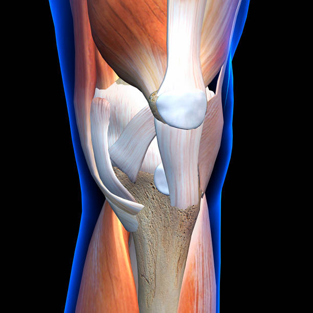 vista frontal de la anatomía de la rodilla sobre fondo negro - ligament fotografías e imágenes de stock