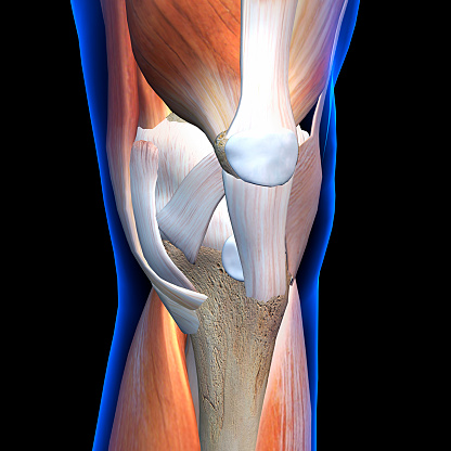 Ligaments and muscles of the knee in close up view