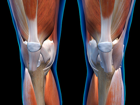 Ligaments and muscles of pair of knees in close up frontal view