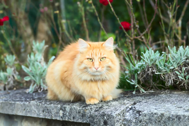 istock Orange Cat Sitting on the Wall 901318050