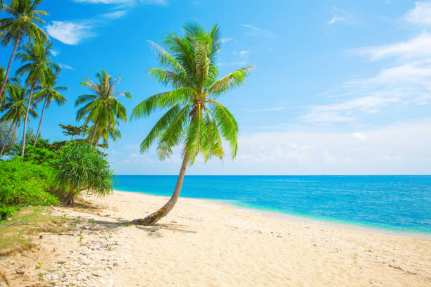 istock tropical beach with coconut palm 901318226