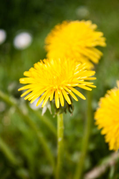 istock Beautiful fresh yellow dandelion in morning dew 901318904