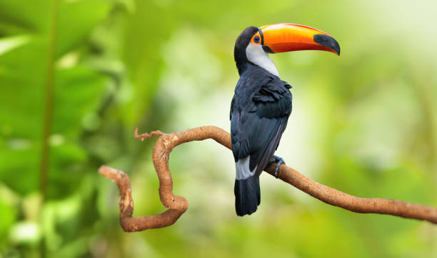 Toco toucan sitting in amazon rainforest on branch