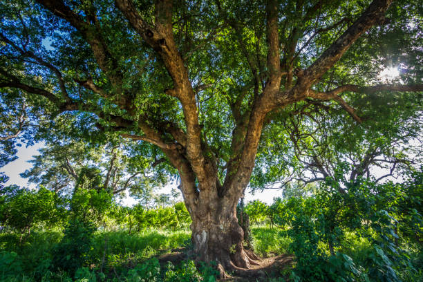 istock Wonderfull tree in backlit in Kruger National park, South Africa 901324012