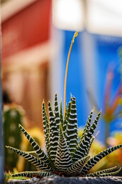 Long, sharp, thorny leaves of a cactus plant on a multi-colored green background on a bright summer day