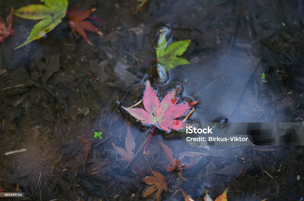 plante de frunze roșii, galbene, verzi, înoată după-amiaza pe apă umedă - Fotografie de stoc Apă fără redevențe plante de frunze roșii, galbene, verzi, înoată după-amiaza pe apă umedă - Fotografie de stoc Apă fără redevențe