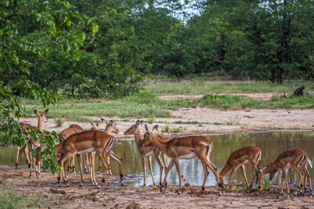 istock Common Impala in Kruger National park, South Africa 901329740